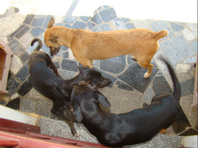Castrao de cachorros em Maratazes 