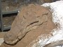 Fssil de rptil de 90 milhes de anos  encontrado em MG