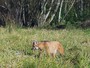Lobo-guar  flagrado no Parque da Cidade em So Jos 