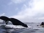 Grupo de canostas quase  atingido por baleia-jubarte 