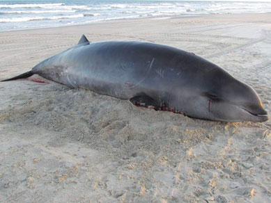 Espcie rara de baleia  encontrada morta em Cidreira, RS.