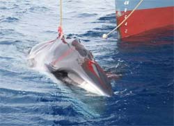 Austrlia diz ter provas para caso judicial contra baleeiros