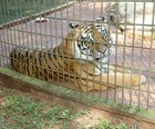 Aps atacar menino, tigre volta a ser exposto em zoolgico