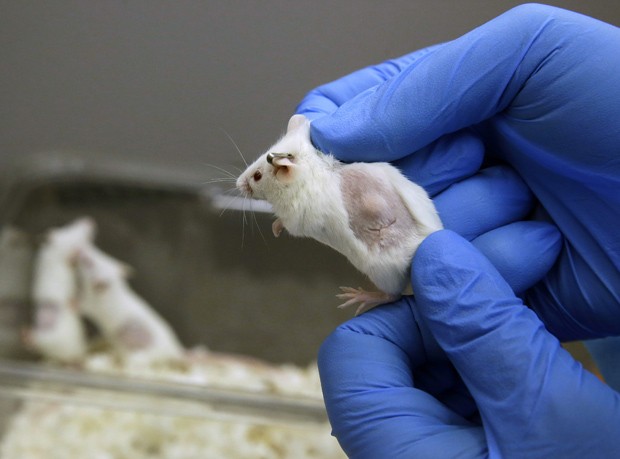 Pacientes com cncer pagam para testar drogas em ratos 