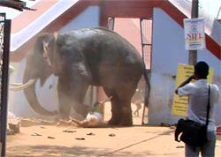 Elefante invade templo hindu e mata trs pessoas