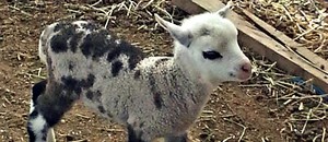 Filhote resultado de cruzamento de bode com ovelha nasce 
