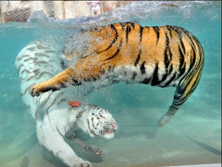 Tigres nadadores so atrao em zoo de San Francisco; veja