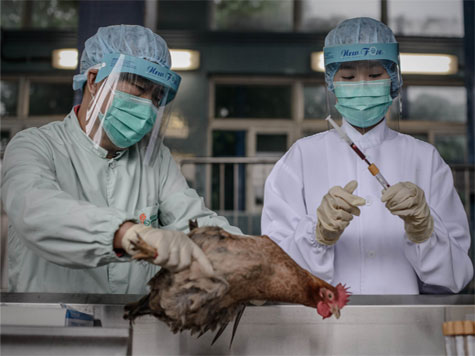 Japo sacrifica 42 mil frangos por novo surto de gripe avir