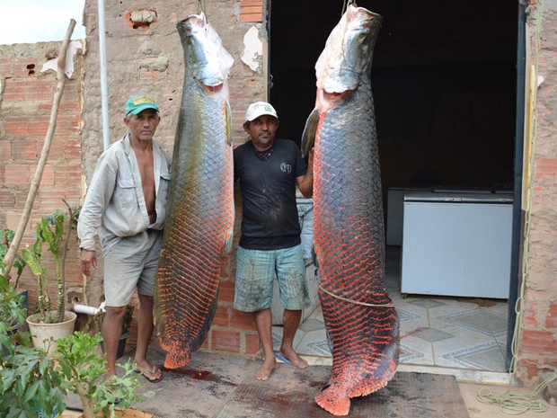 Pescadores fisgam pirarucu de 100 kg e dois metros no interi