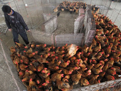 Cidade chinesa fecha comrcio de aves vivas devido ao vrus H7N9  