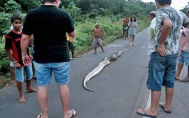 Cobra de nove metros ataca menina em Belm