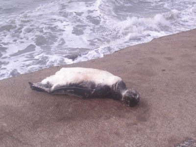 Pingim  Encontrado Morto em Maratazes  