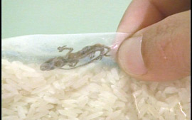 Dona-de-casa encontra lagartixa dentro de embalagem de arroz