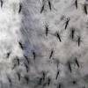 Brasil inaugura primeira fbrica de mosquitos da dengue 