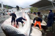 Comisso Baleeira Internacional prolonga por um ano suas neg Os 85 Estados membros da Comisso Balee