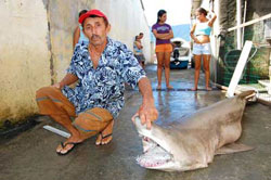 Tubaro deve render R$ 1.300 a pescador de Caragu