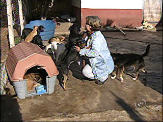 Mulher abandona carreira para cuidar de cerca de 200 animais em Sorocaba