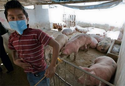 OMS pede que se evite propagao da gripe suna entre porcos