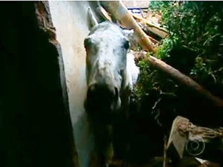 cavalo preso em escombros de casa em Itaipava