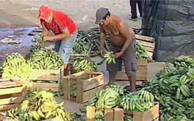 SP probe a venda de banana por dzia