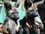 Filhotes de lobo-guar so os novos habitantes do zoolgico 