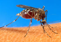 Casos de dengue em So Paulo caem 24% este ano