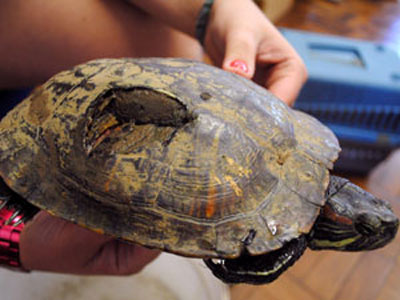 Tartaruga  encontrada com casco perfurado em parque de Porto Alegre
