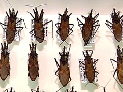 Primeiro bito causado por doena de Chagas  confirmado no ES