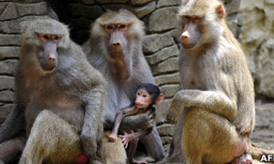 Cientistas temem que pesquisas mdicas criem macacos falante