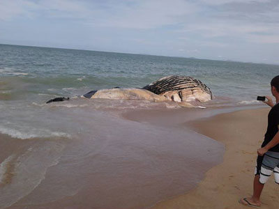 Baleia morta encalha em praia de Rio das Ostras, no RJ