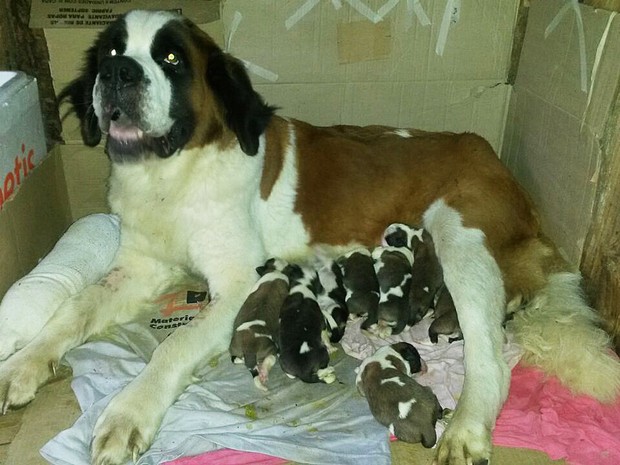 Cadela tem 20 filhotes em parto de quase 40 horas no Rio Gra