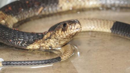 Cobra desaparecida  encontrada em zoolgico de Nova York