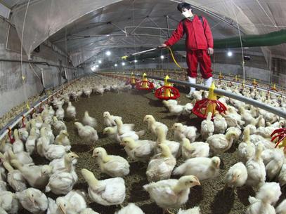 China: nmero de mortos por gripe aviria chega a 8  