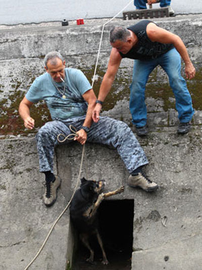 Cachorro  resgatado em galeria pluvial em Santos