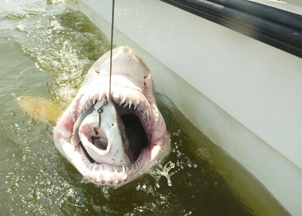 Pesquisadores fisgam tubaro enorme com outro menor na boca