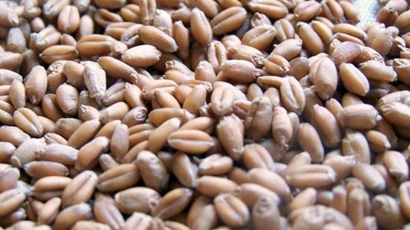 FAO v recorde em safra global de cereais em 2014