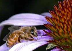 Cientistas encontram sinais da expanso das abelhas .