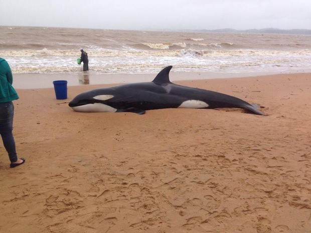 Orca viva encalha em praia de Anchieta, Sul do ES