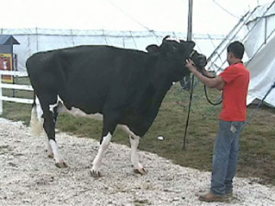 Vaca  leiloada por R$ 153 mil  em feira agropecuria