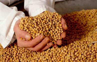 Mais de 70% da produo mundial de soja  geneticamente modificada