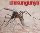 Secretaria confirma cinco casos do vrus chikungunya 