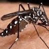 MT registra 160 casos de dengue e tem queda no nmero