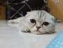Gato faz sucesso na web por aparncia sempre triste em fotos
