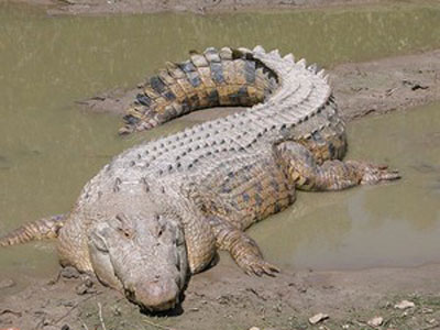 Ataque de crocodilo mata garoto de 12 anos na Austrlia