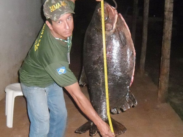Pescador pega peixe de 46 kg em MT e bilogos tentam identif