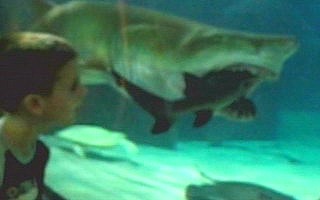 Tubaro assusta visitantes de aqurio nos EUA