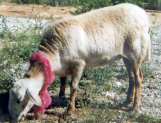Sequestradores pedem R$ 10 mil para devolver ovelha em SP