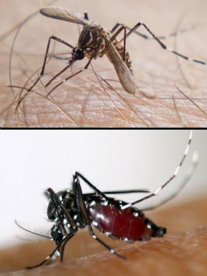 seis novos registros de casos suspeitos da febre chikungunya