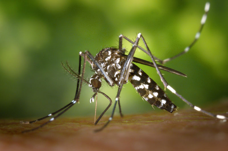 Vacina contra a dengue pode chegar ao Brasil em 2015