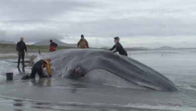 Baleia agoniza em praia da Esccia